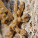Moorish gecko hind foot on concrete. Photo Courtesy A. Leoncini.